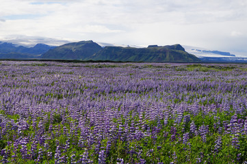 Beautiful view in summer,Iceland.