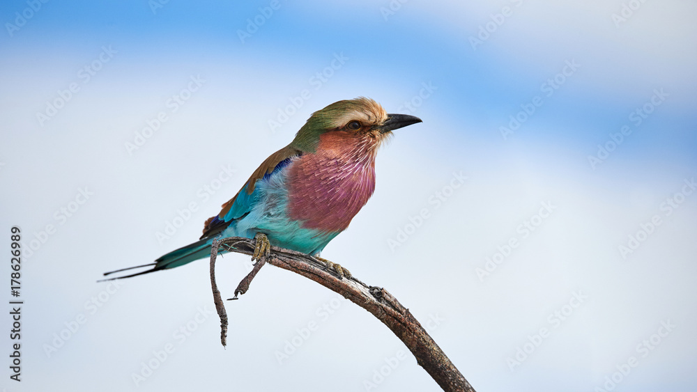 Poster Lilac breasted roller