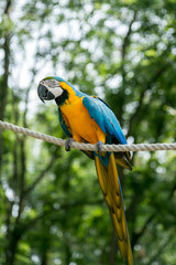 Perched Parrot