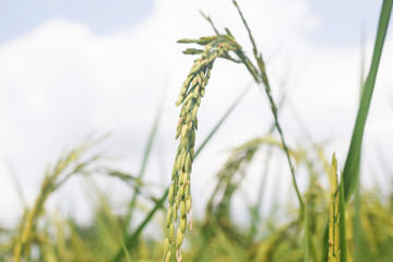 rice field on Sky Blue
