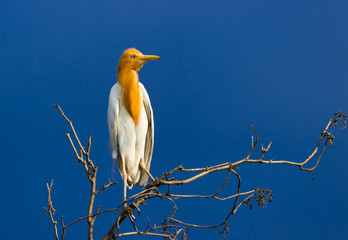 Cattle Egret