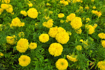 Abstract background of flowers