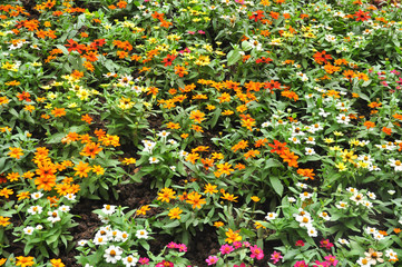 Abstract background of flowers