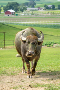 Bull on the Farm