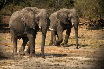 Fototapeta premium Elephant Walk