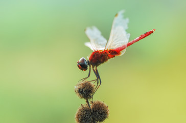 Dragonfly