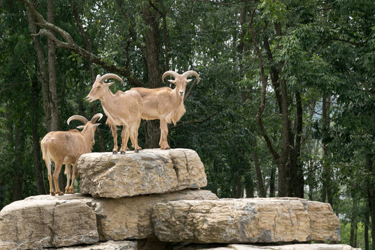 Rams on Rocks in the Wild