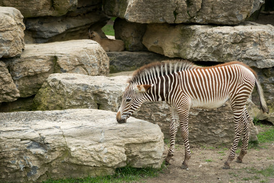 Baby Zebra
