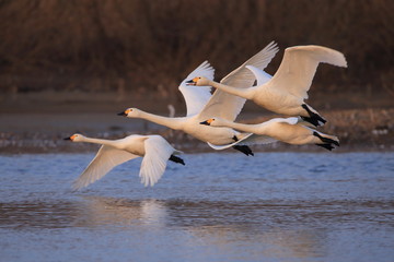 群れで飛ぶ白鳥　Swans flying in flocks	