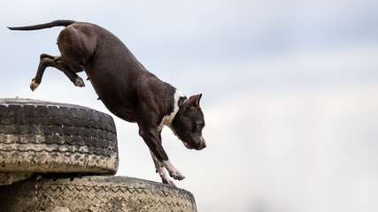 Background with stafford terrier dog jumping
