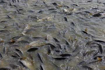 Many of the fish pond