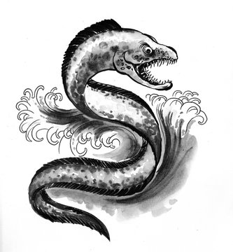 Muraena fish