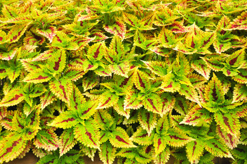 green leaf background