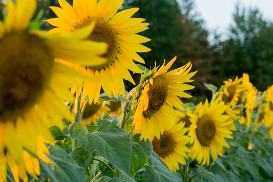 Sunflower Field at Sunset