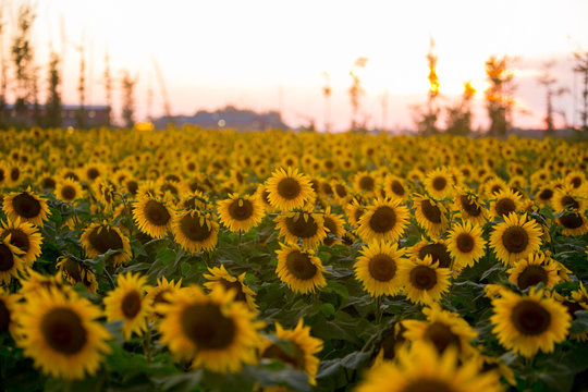 Sunflower Field at Sunset