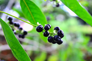 seeds on tree