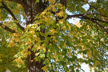 dappled sunlight on colorful maple leaves in fall