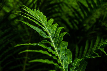 Beautiful fern leaves green foliage natural floral fern background in sunlight.