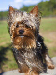 Tough looking yorkie