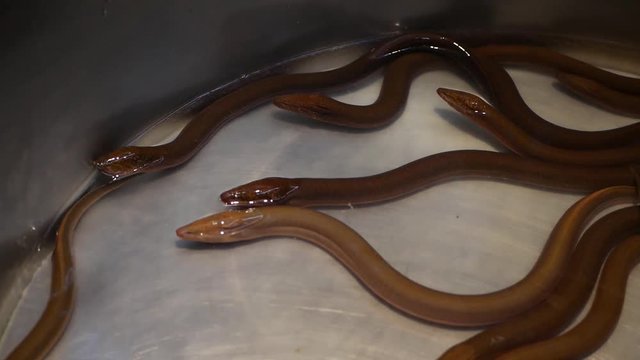 Freshwater eels in the steel basket at supermarket