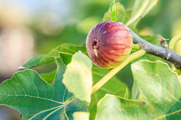 fresh figs ripening on a fig tree