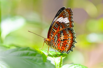 Fototapeta na wymiar Red Lacewing Butterfly
