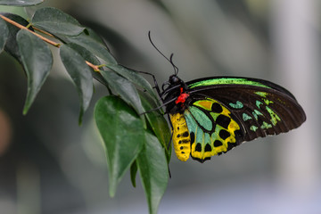 Cairns Birdwing Butterfly  - Ornithoptera priamus
