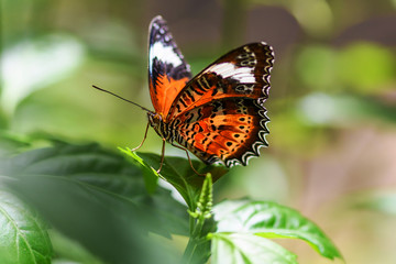 Obraz na płótnie Canvas Red Lacewing Butterfly