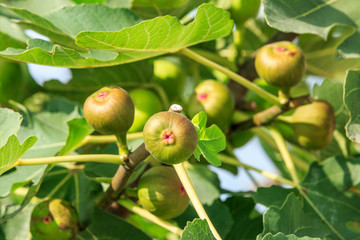 fresh figs ripening on a fig tree