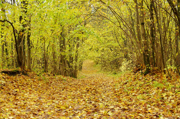 Fallen autumn leaves.