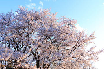 桜