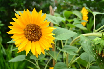 Close-up of sun flower against with green background