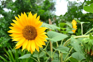 Close-up of sun flower against with green background