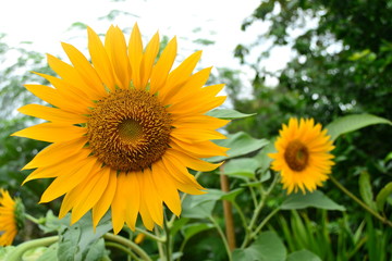 Close-up of sun flower against with green background