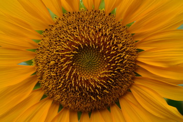 The center of the sunflower with seeds and lined pollen in a beautiful circle.