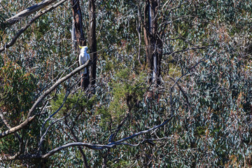 Fototapeta premium Cockatoo