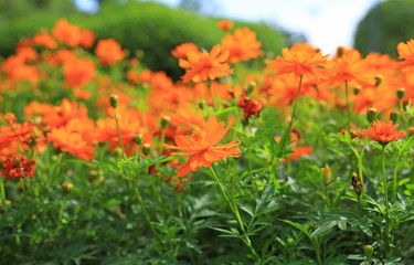 Orange cosmos flowers.