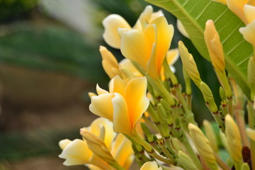yellow frangipani flower latin name Adenium Swazicum