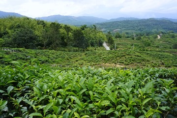 Fototapeta na wymiar tea plantation at Ranau, Sabah, Malaysia
