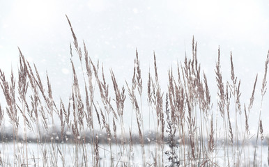 Winter forest. Landscape of winter forest on a sunny day. Snow-c