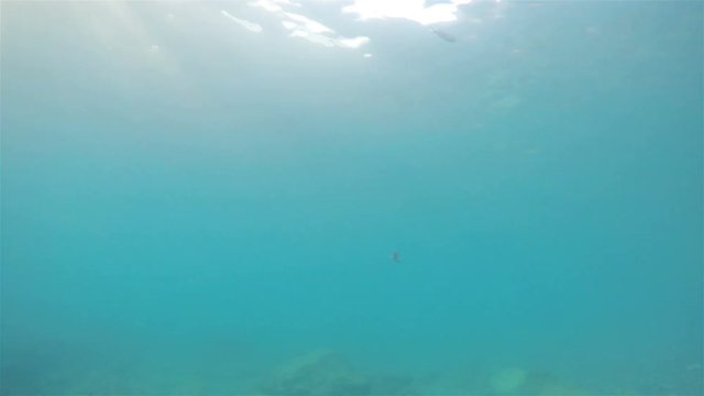 Submerged in the sea with fishes swimming and reflections sun