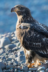 Portrait of a juvenile bald eagle standing on a beach looking for salmon
