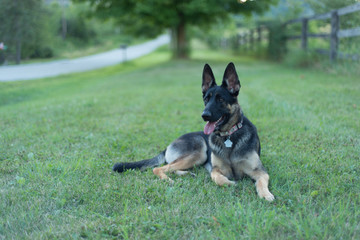 Sam the German Sheppard