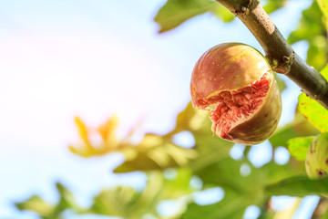 fresh figs ripening on a fig tree,fruit cracked