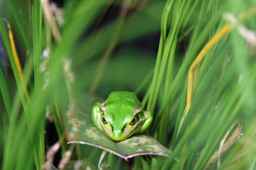 Frog