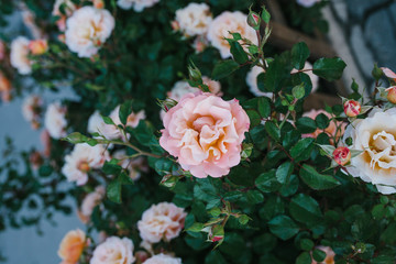 Lot of lovely pink flowers of dogrose on the background of green leaves bloom in the summer.