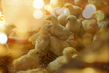 Little chicks in incubator © Africa Studio