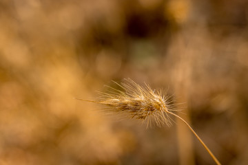 Closeup of one stalk of cynosurus, dogs-tail , bristlegrass warm golden autumn afternoon light
