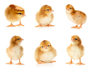 Collage with cute little chickens on white background
