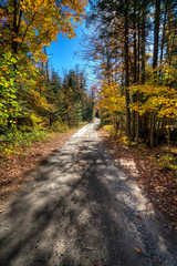 Leaves on the Road